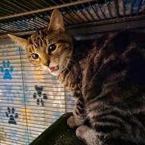 Thumbnail photo of Mad Hatter #2