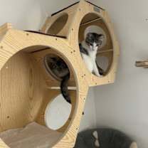 Thumbnail photo of Simon - male teen kitten #2