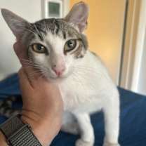 Thumbnail photo of Simon - male teen kitten #3