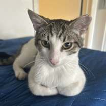 Thumbnail photo of Simon - male teen kitten #4