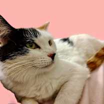 Thumbnail photo of Paisley #3