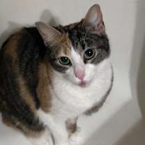 Thumbnail photo of Alice #1