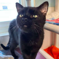 Thumbnail photo of Dylan #1