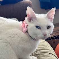 Thumbnail photo of Stella #3