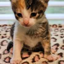 Thumbnail photo of Alice #3