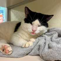 Thumbnail photo of Catthew #2