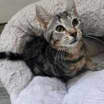 Thumbnail photo of Jasmine #3