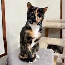 Thumbnail photo of Shanti #1