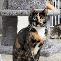 Thumbnail photo of Shanti #2