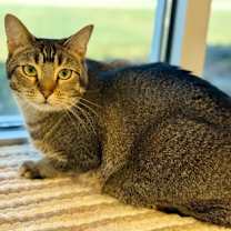 adopt-pet