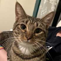 Thumbnail photo of Feline Dion #1