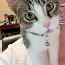 Thumbnail photo of Mittens #2