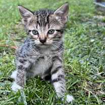 Thumbnail photo of Sebastian #1