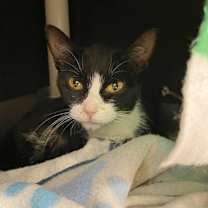adopt-pet