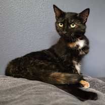 Thumbnail photo of Speckles #1