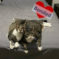 Thumbnail photo of Ross & Joey #1