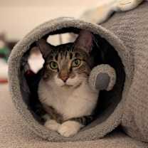 Thumbnail photo of Ross & Joey #3