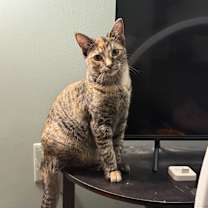 adopt-pet