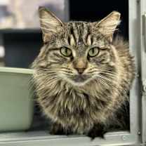 Thumbnail photo of Pippa #2