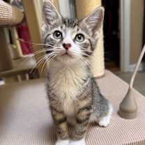 Thumbnail photo of Camellia Allen-CA #4