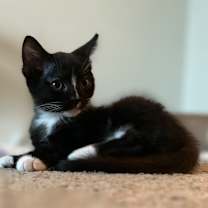 Thumbnail photo of Fer Sure #1