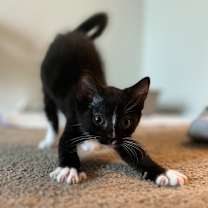 Thumbnail photo of Fer Sure #2