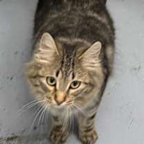 Thumbnail photo of Tuna #3