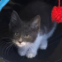 Thumbnail photo of Spud - ⭐️PROMOTION⭐️ BONDED with Sprig - S Litter #2