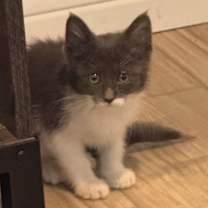 Thumbnail photo of Spud - ⭐️PROMOTION⭐️ BONDED with Sprig - S Litter #3