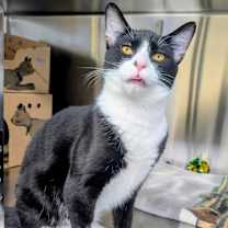 Thumbnail photo of Rye #1