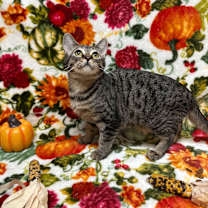 Thumbnail photo of McChicken #2