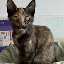 Thumbnail photo of Dreamer #1