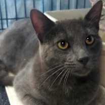 Thumbnail photo of Yogi #2