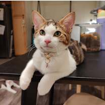 Thumbnail photo of Chulo #2