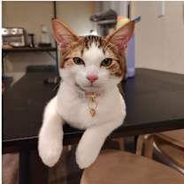 Thumbnail photo of Chulo #3