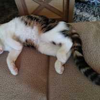 Thumbnail photo of Chulo #4