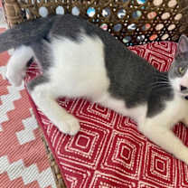 Thumbnail photo of Bolt #1