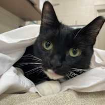 Thumbnail photo of Bibeau (in foster) #2