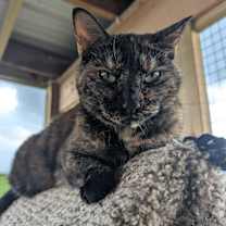 Thumbnail photo of Louise #2