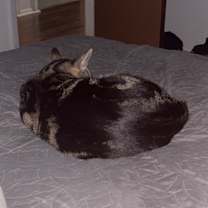 Thumbnail photo of Pulga #3