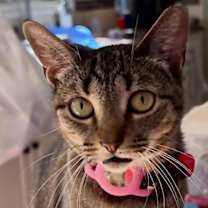 Thumbnail photo of Phoebe #3