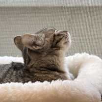 Thumbnail photo of Scar #2