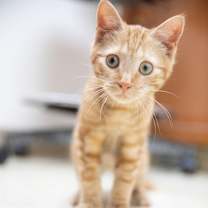 Thumbnail photo of Jeep #1