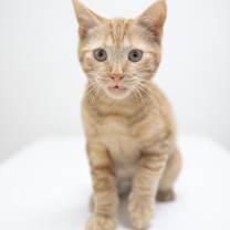 Thumbnail photo of Jeep #2