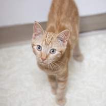 Thumbnail photo of Jeep #3