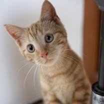 Thumbnail photo of Jeep #4