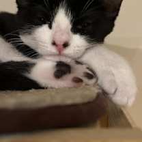 Thumbnail photo of Bristol #2