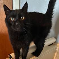 Thumbnail photo of Galileo  #1