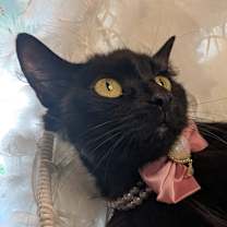 Thumbnail photo of Fluffy #1