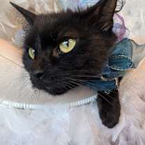 Thumbnail photo of Fluffy #2